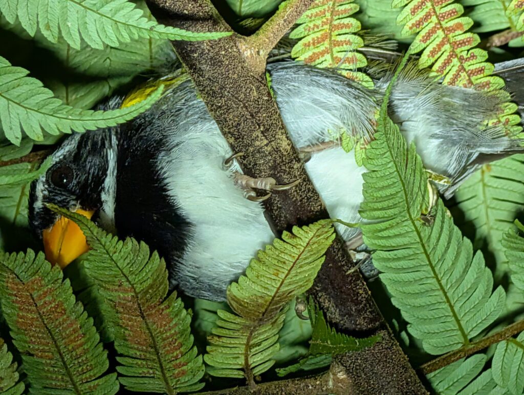 Drake Bay en Corcovado National Park: Snorkelen, Wandelen en Kikkers Spotten in Costa Rica's Wildste Hoek