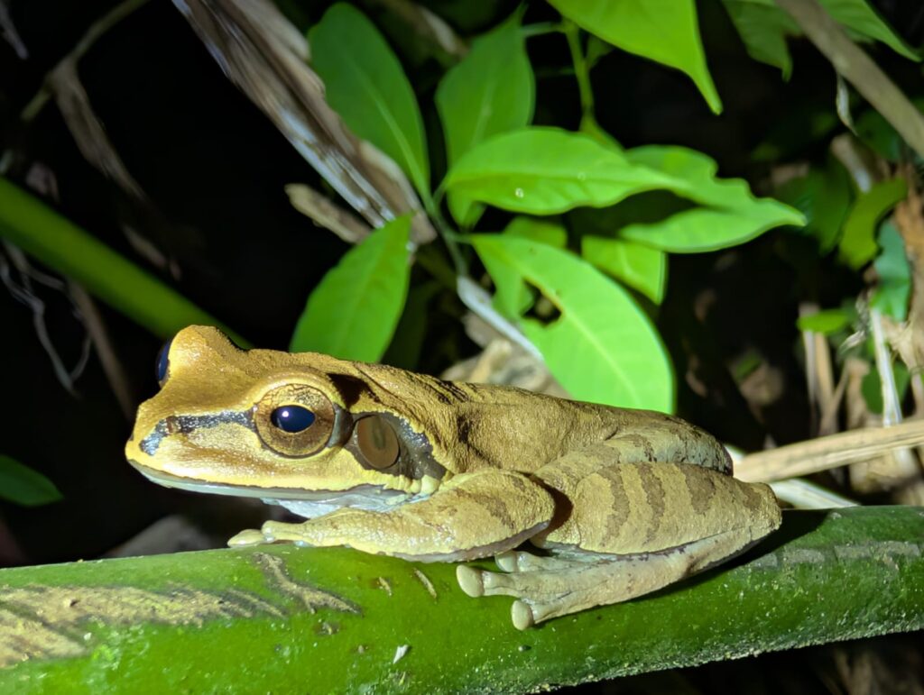Drake Bay en Corcovado National Park: Snorkelen, Wandelen en Kikkers Spotten in Costa Rica's Wildste Hoek
