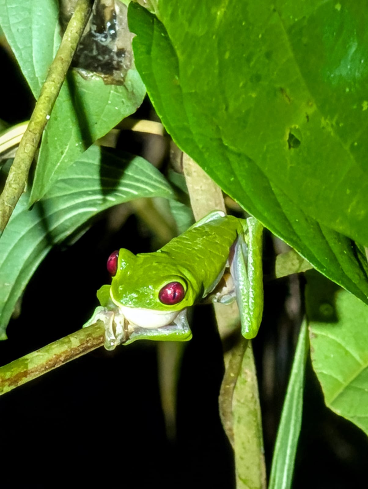Drake Bay en Corcovado National Park: Snorkelen, Wandelen en Kikkers Spotten in Costa Rica's Wildste Hoek