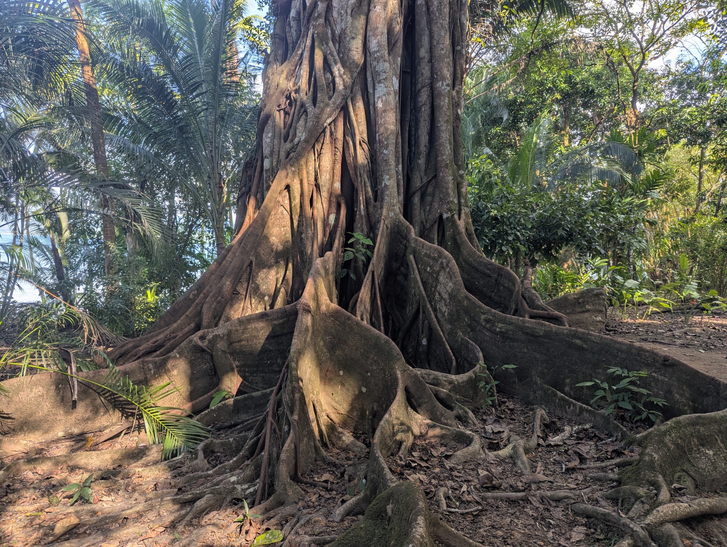 Drake Bay en Corcovado National Park: Snorkelen, Wandelen en Kikkers Spotten in Costa Rica's Wildste Hoek