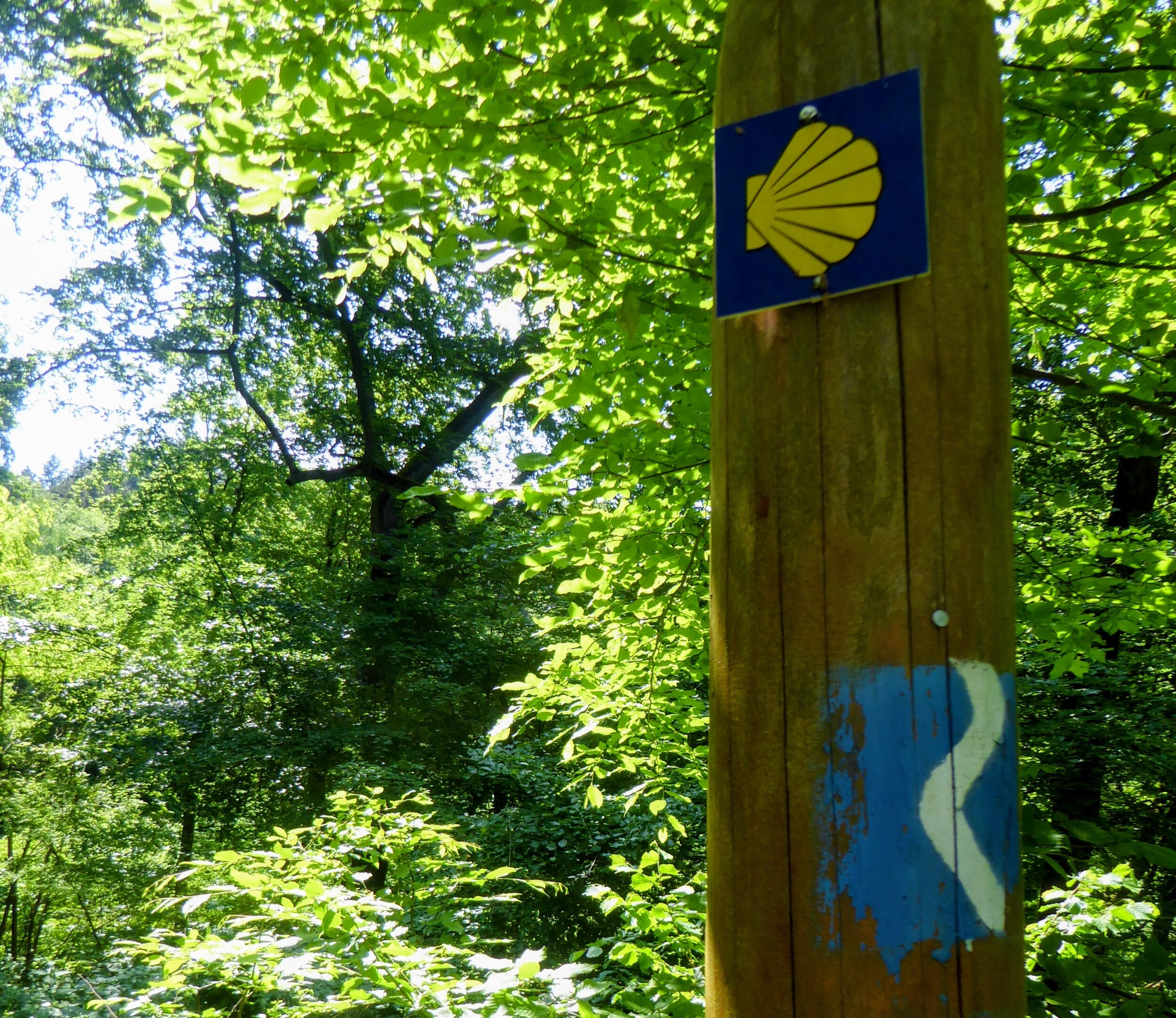 De Camino en de Rheinsteig  / wandelreis - Zinvol Reizen