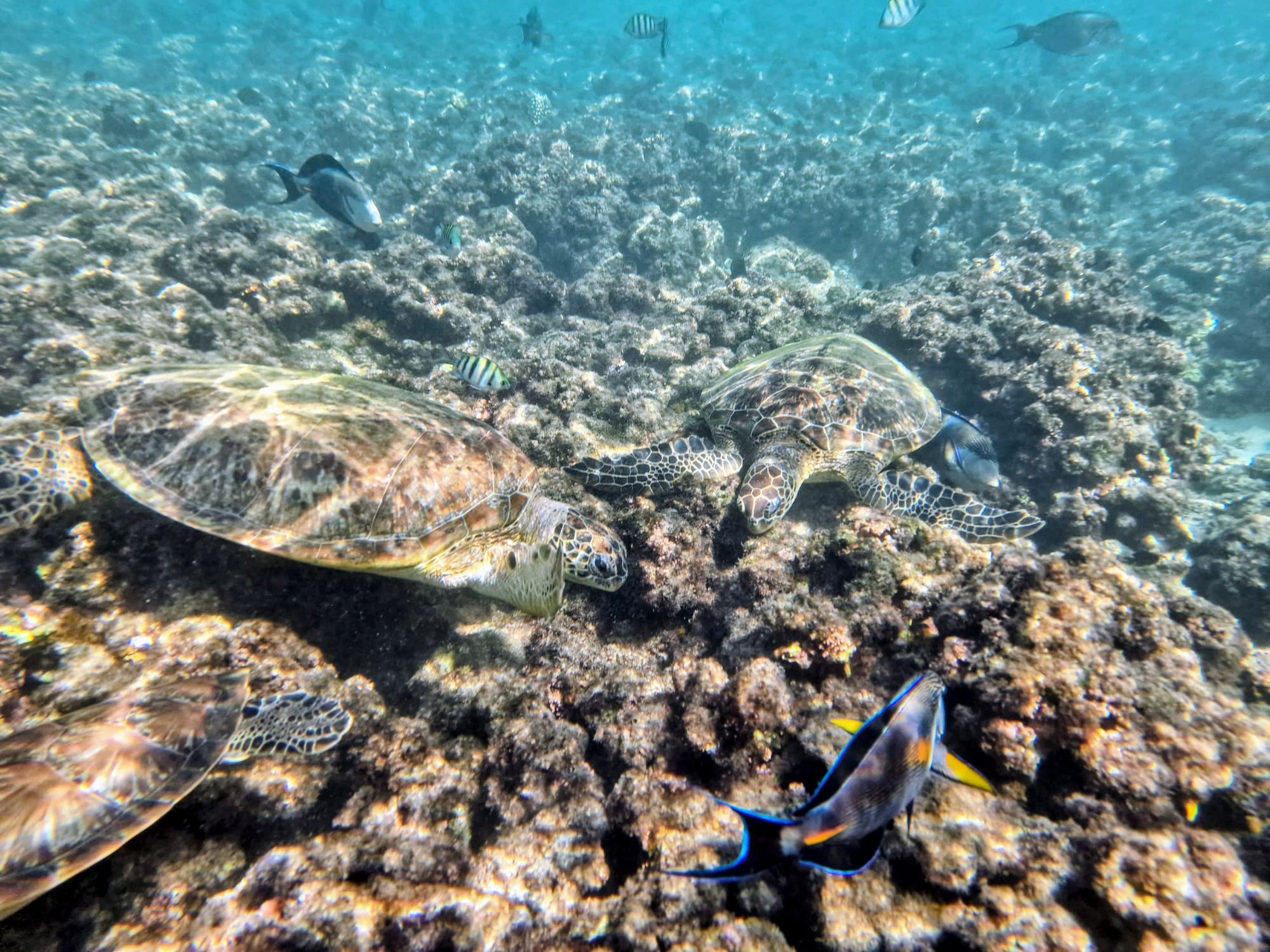 Zeeschildpadden spotten in oman