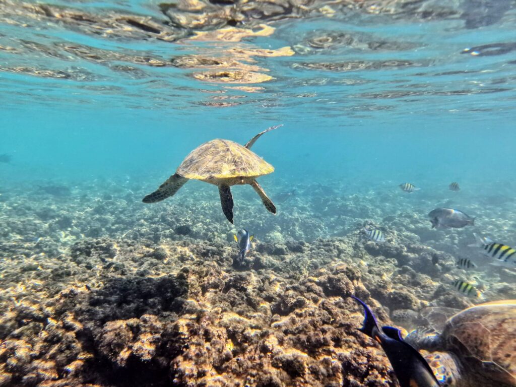 Schildpadden spotten in oman