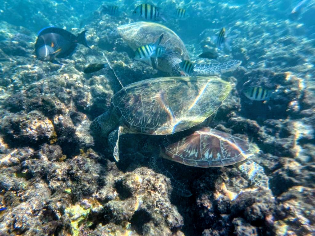 Zeeschildpadden spotten voor de kust van Oman