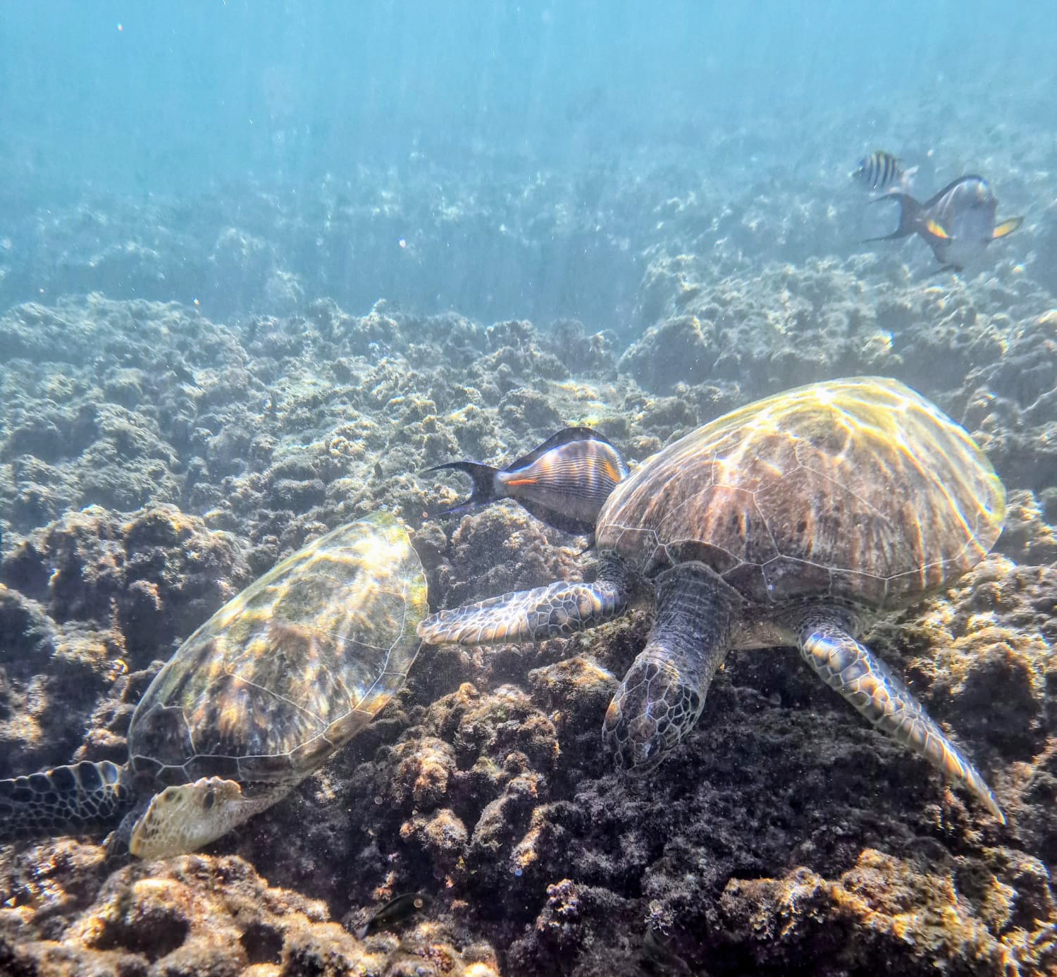 Zeeschildpadden spotten voor de kust van Oman