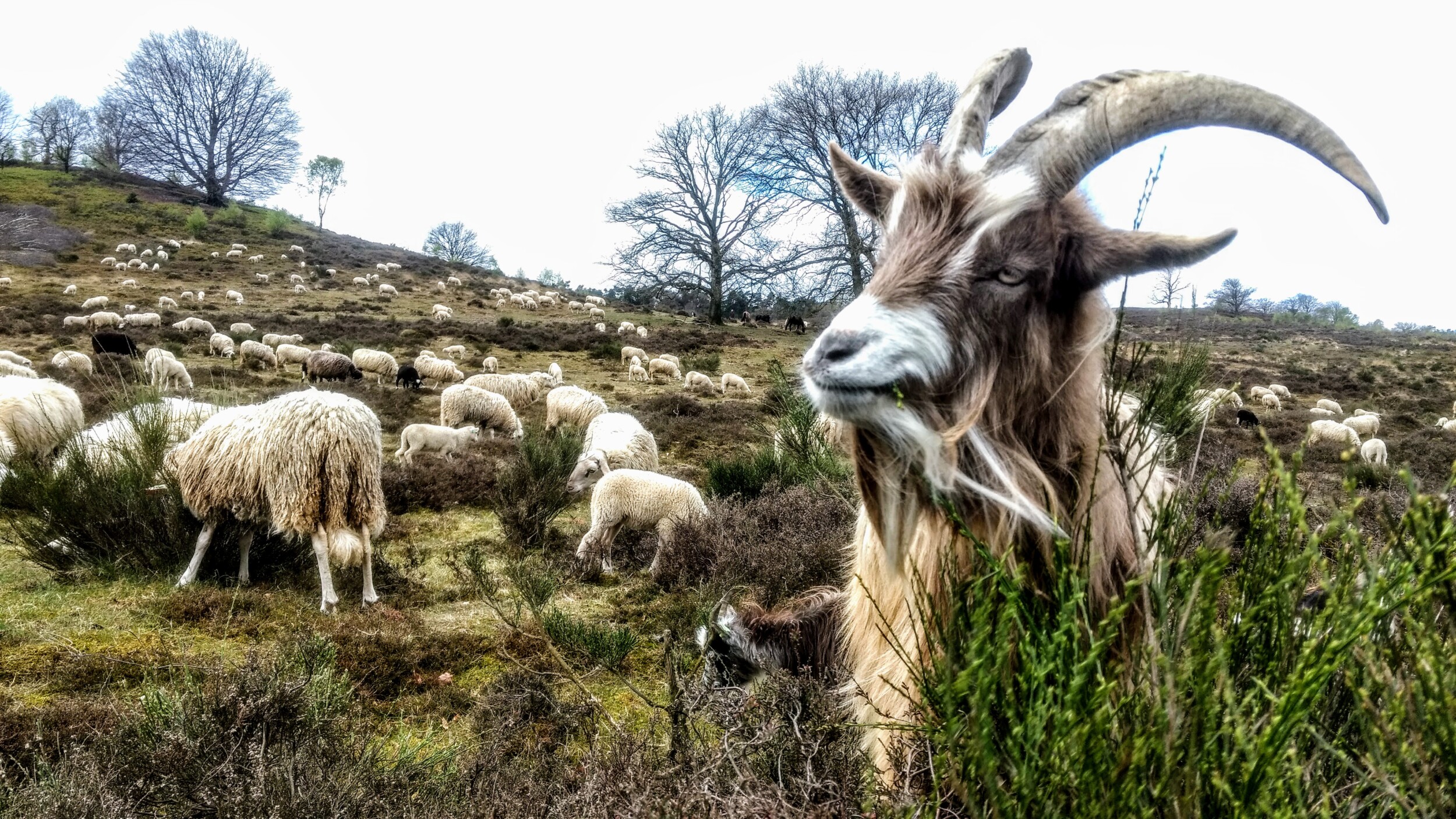 Veluwse Zwerfpad - Wandelen in Gelderland