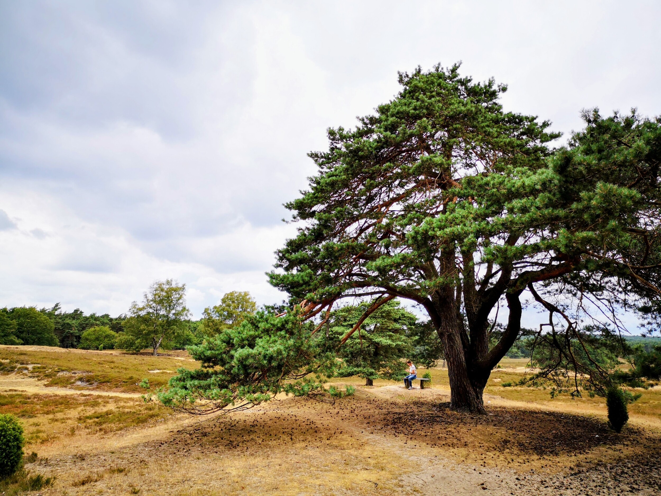 Veluwse Zwerfpad - Wandelpaden in Gelderland