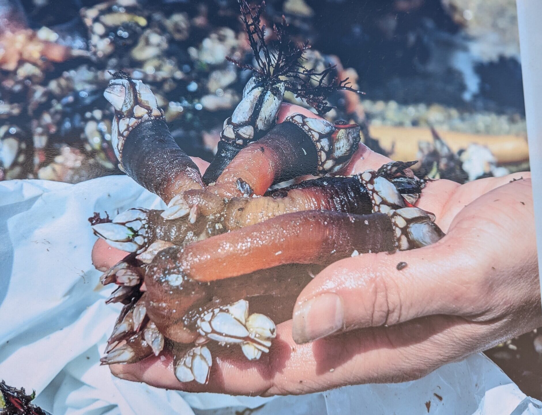 Muxía is een van de bekendste percebe-oogstdorpen aan de Costa da Morte
