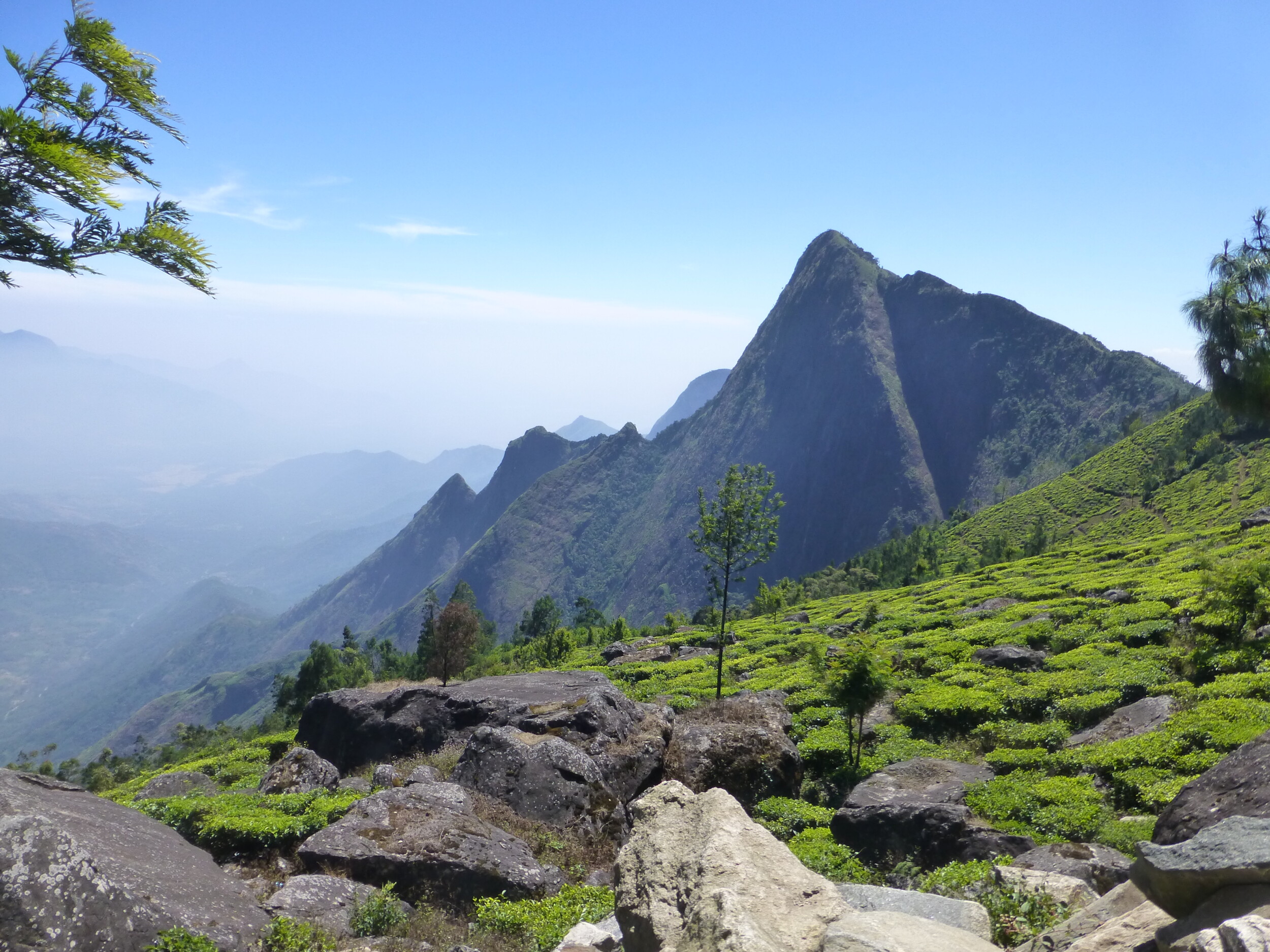 Theeplantages in Kerala - Zuid India